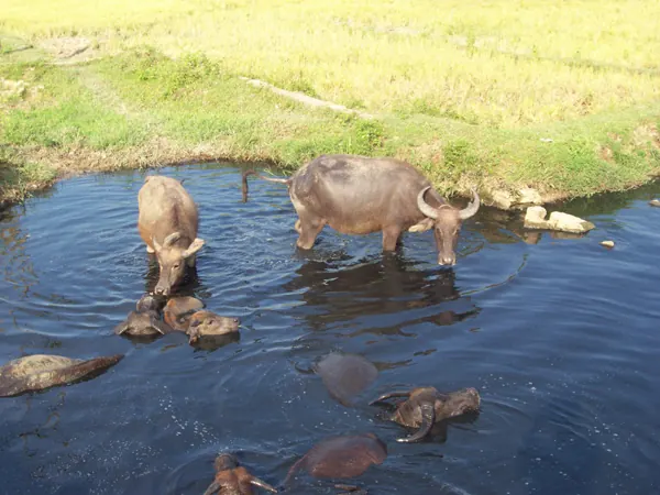 Water buffalo in rural Vietnam
